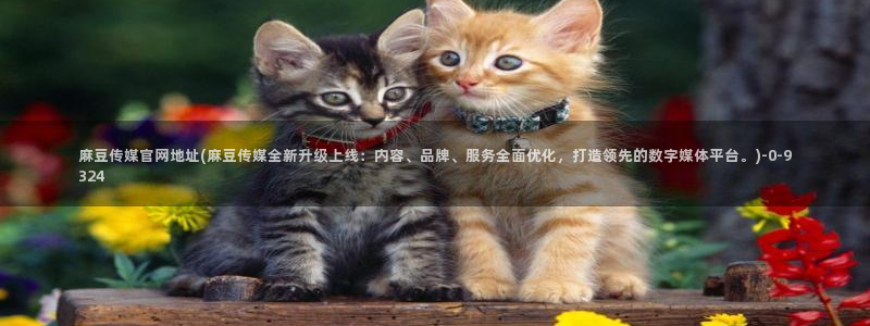 麻豆内容服务